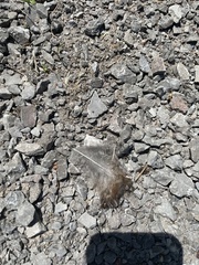 Phasianus colchicus