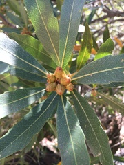 Brabejum stellatifolium