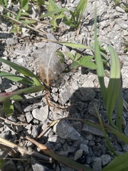 Phasianus colchicus