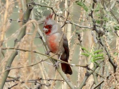 Cardinalis sinuatus