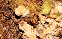 Sebacina sparassoidea