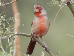 Cardinalis sinuatus