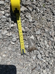 Phasianus colchicus