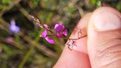 Indigofera sp19b