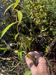Lycopus angustifolius