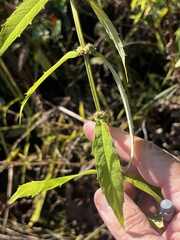 Lycopus angustifolius
