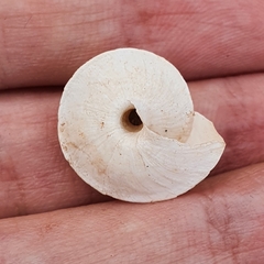 Sphincterochila otthiana