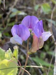 Lathyrus magellanicus