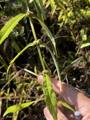 Lycopus angustifolius