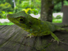Anolis fraseri