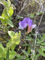 Lathyrus magellanicus