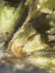 Lycopus angustifolius