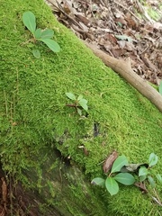 Rhynchostegium confertum