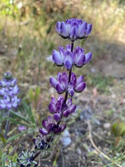 Lupinus microcarpus