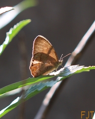 Satyrinae