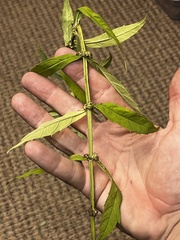 Lycopus angustifolius