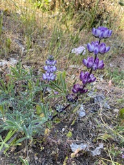 Lupinus microcarpus