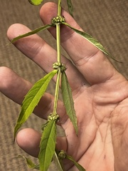 Lycopus angustifolius