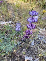 Lupinus microcarpus