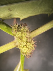 Lycopus angustifolius