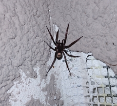 Sagana rutilans