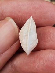 Sphincterochila otthiana