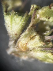 Lycopus angustifolius