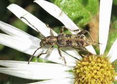 Pempsamacra dispersa