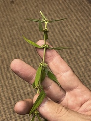 Lycopus angustifolius