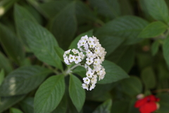 Heliotropium arborescens