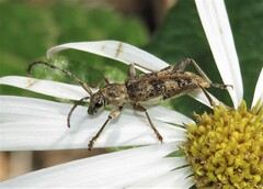 Pempsamacra dispersa