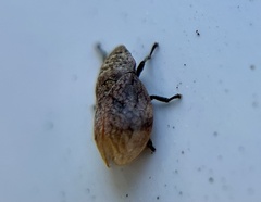 Lepyronia angulifera