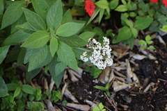 Heliotropium arborescens