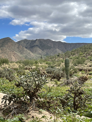 Pachycereus pringlei