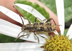 Pempsamacra dispersa