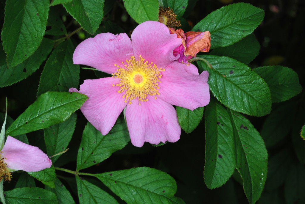 swamp rose (Edible Native Plants of New England) · iNaturalist