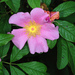 Rosa palustris - Photo (c) Douglas Goldman,  זכויות יוצרים חלקיות (CC BY-NC), הועלה על ידי Douglas Goldman