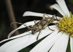 Pempsamacra dispersa