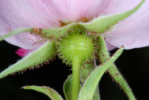 Rosa palustris