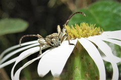 Pempsamacra dispersa