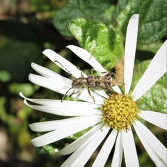 Pempsamacra dispersa