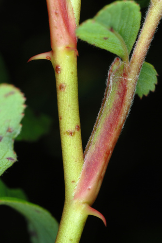 Rosa palustris