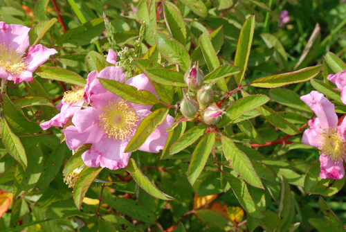 Rosa palustris