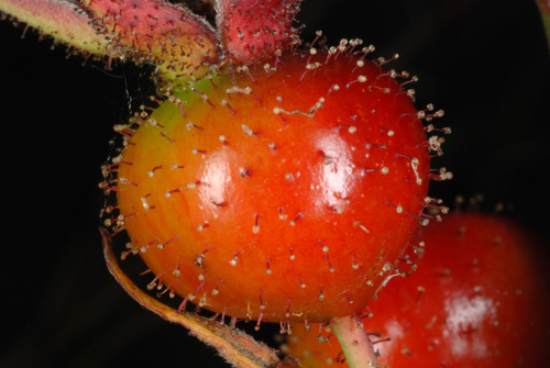 Rosa palustris