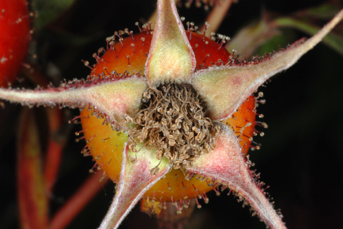 Rosa palustris