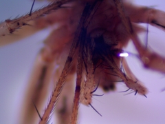 Enoplognatha ovata