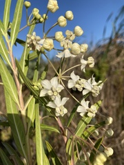 Gomphocarpus