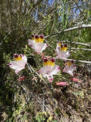 Alstroemeria pulchra