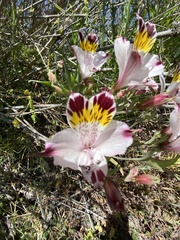 Alstroemeria pulchra