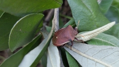 Basicryptus costalis